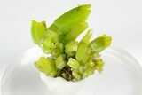 Apple-Green Pyromorphite Crystal Cluster - China #179709-2